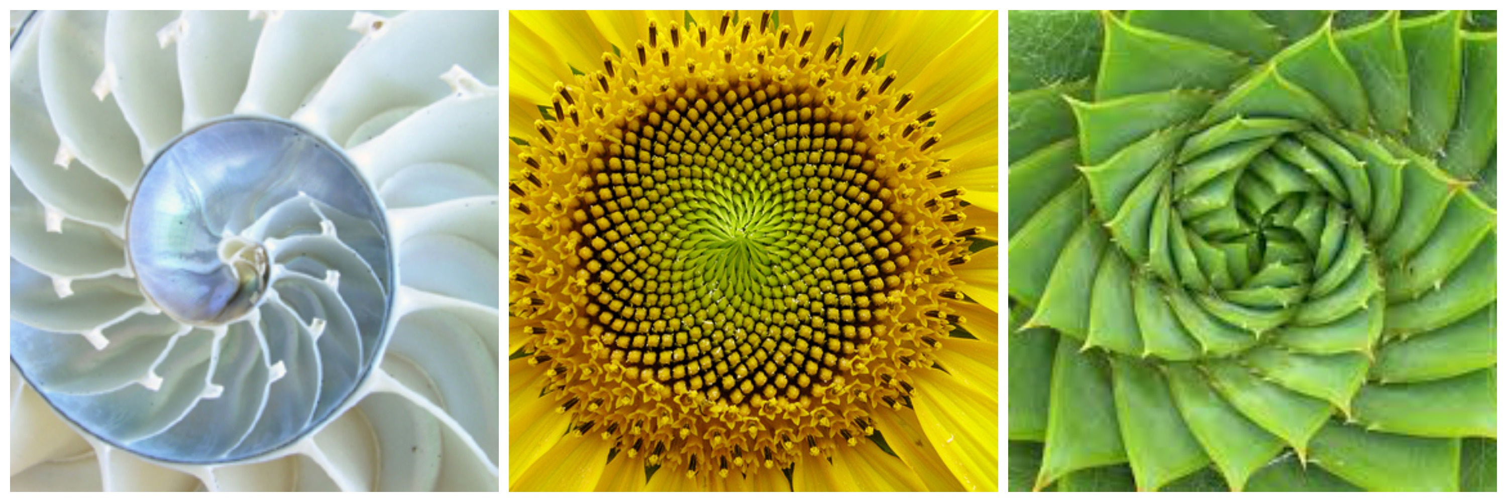 Fibonacci spirals are found throughout the natural world